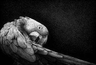 日本窒息悲鸣种子,种子背后的哀愁与传承