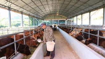 养鸡韩国比赛视频,速度与技巧的极致对决