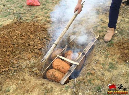 野外叫花鸡的做法视频,传统烹饪技艺的传承与创新