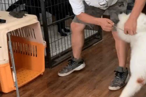 比熊训练视频教程,轻松掌握宠物训练技巧