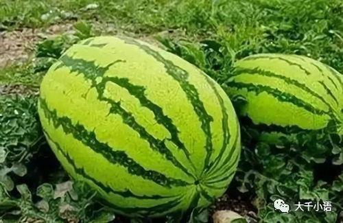 大娱乐吃瓜,大娱乐吃瓜，揭秘明星幕后故事