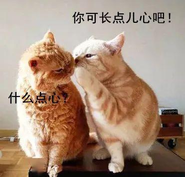 娱乐吃瓜酱小猫被薅起来,薅猫事件背后的真相