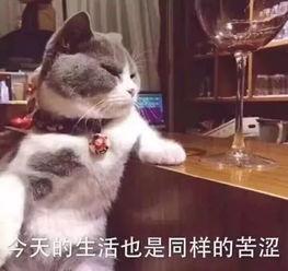 娱乐吃瓜酱小猫刀,揭秘娱乐圈背后的刀光剑影